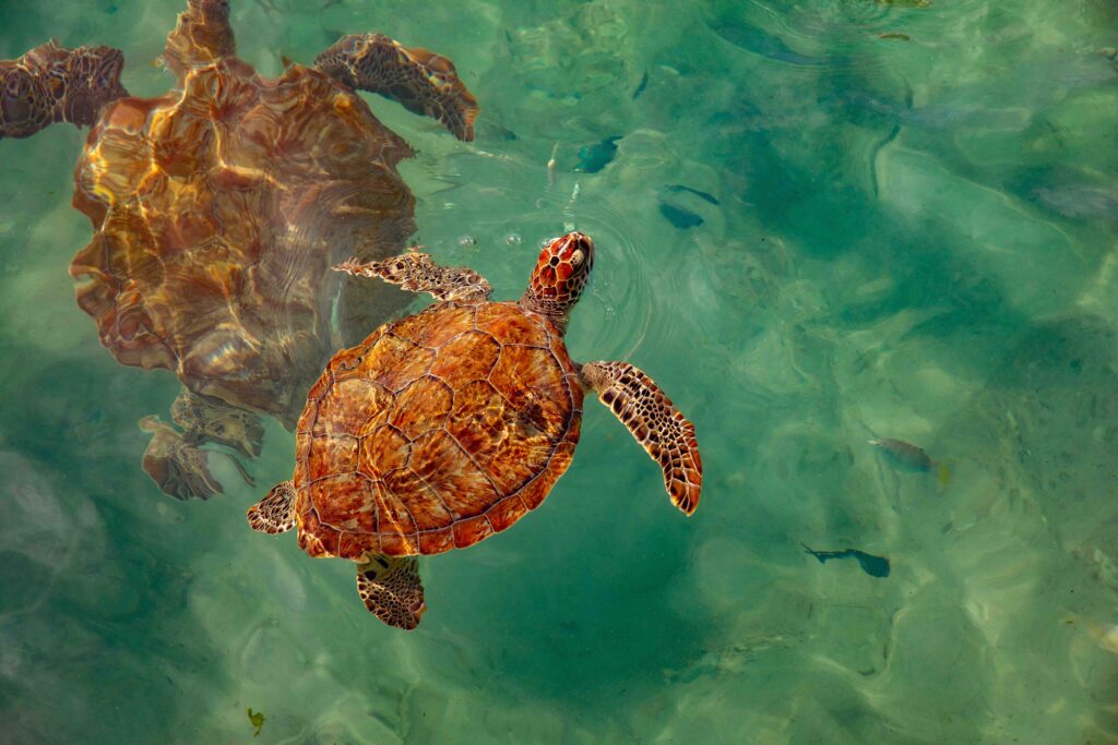 Schildpadden zien op Daaibooi Curacao 