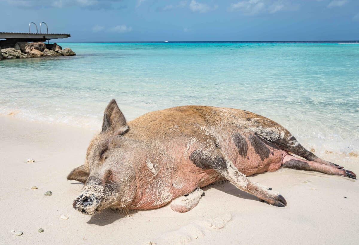 Zwemmen met Varkens op Playa Porto Marie: Een Unieke Belevenis