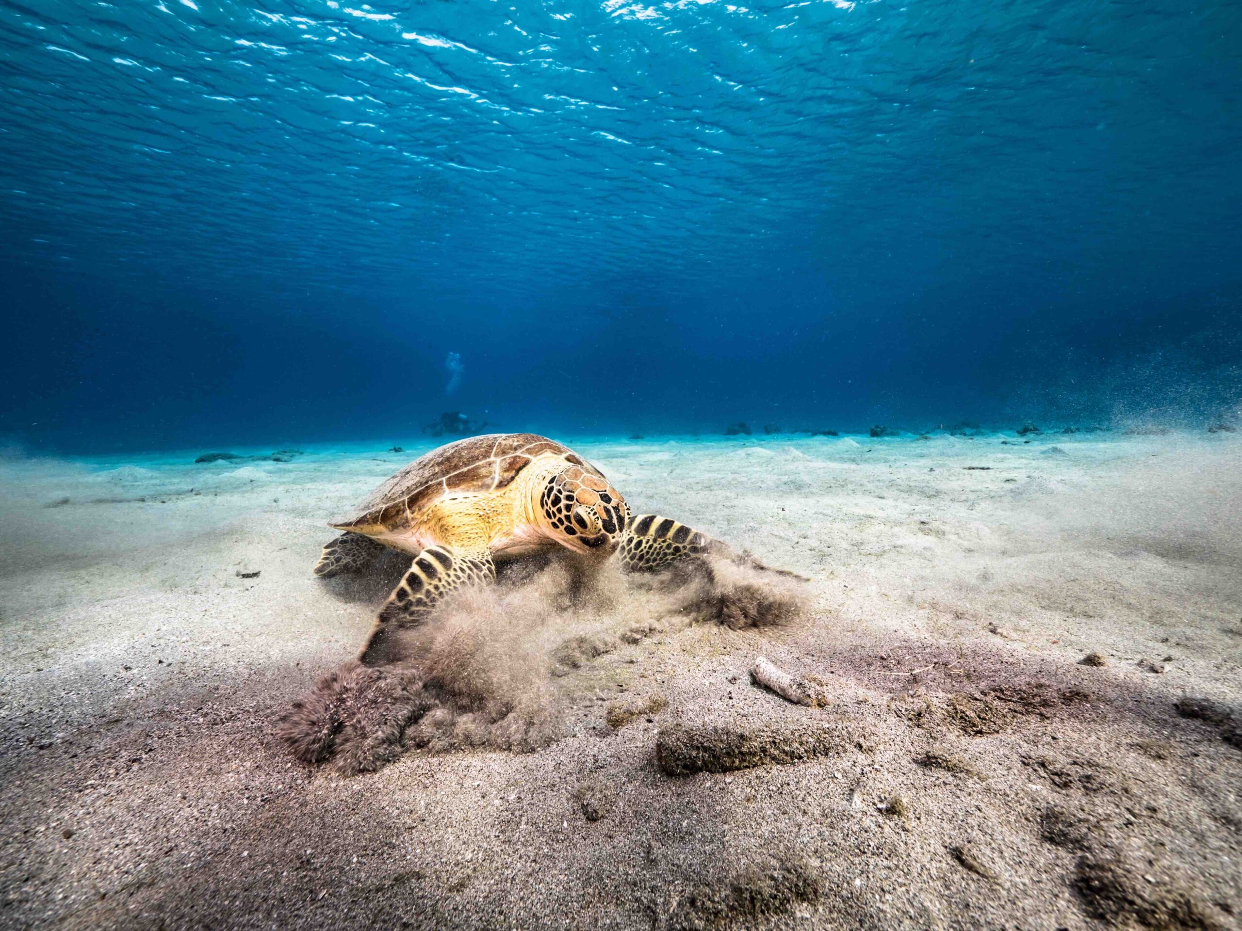 Snorkelen in Curaçao met schildpadden: Ontdek de magie van de onderwaterwereld